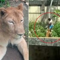 Un joven de 19 años murió tras ingresar a la jaula de una leona en Brasil
