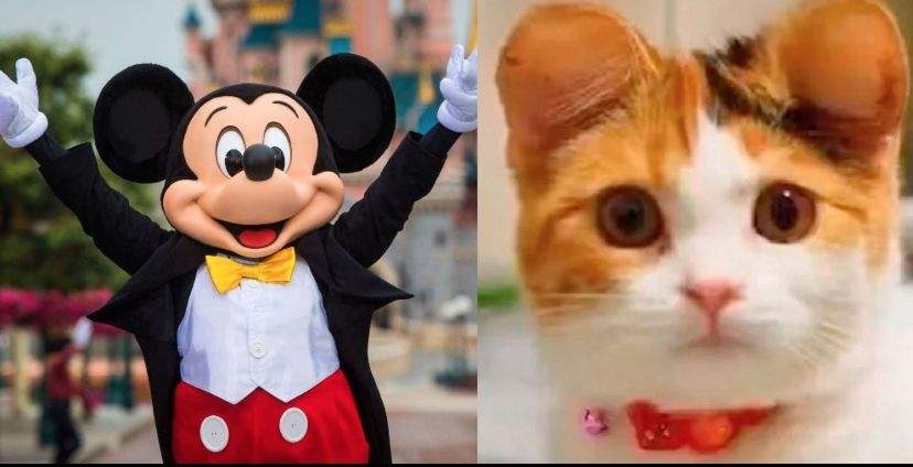 Mascotas con orejas operadas al estilo Mickey Mouse