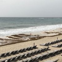 El sargazo: desastre ecológico