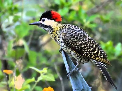 Seguro no lo sabías: por qué el pájaro carpintero no es en verdad un pájaro