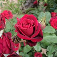 El alimento que tenés en tu cocina y que te ayudará a reproducir las rosas más lindas y rozagantes