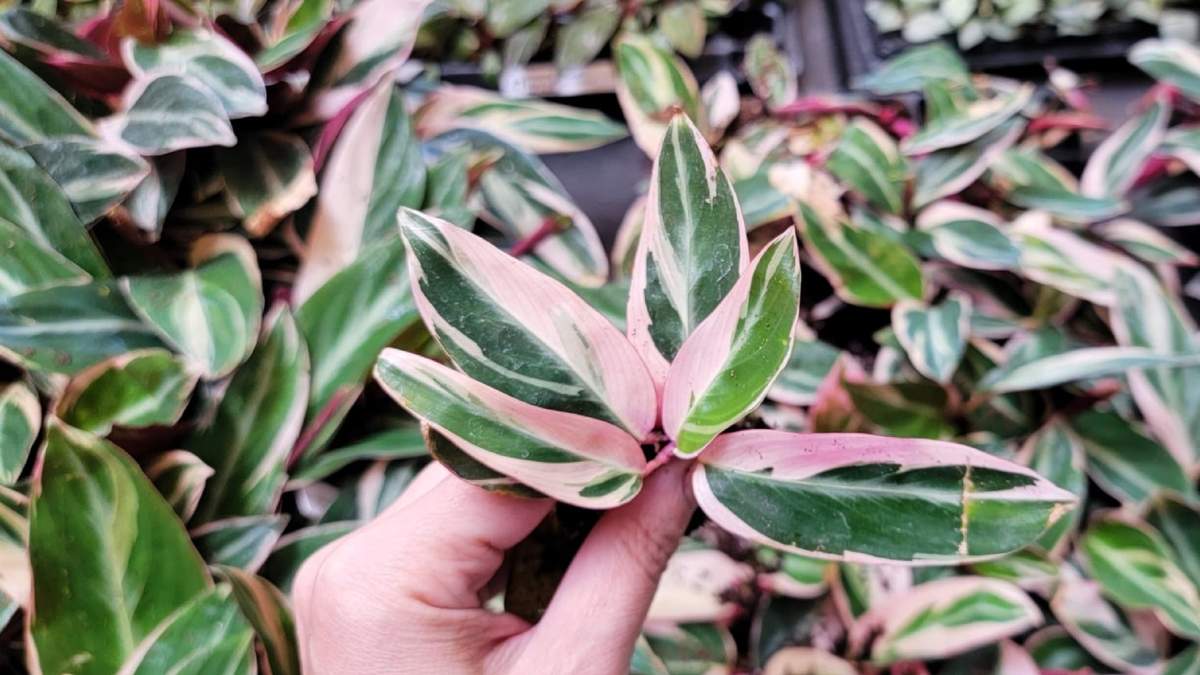 Plantas. Fuente: (Instagram)