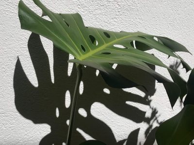 El truco viverista para curar tu planta Monstera si le aparecieron inexplicables manchas negras