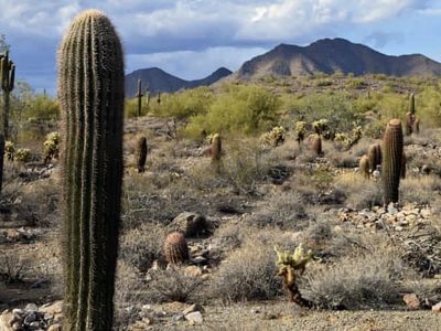 Indígena tsotsil de Chiapas desapareció esta semana en el desierto de Arizona