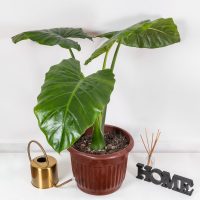 La planta que podés reproducir totalmente gratis en casa