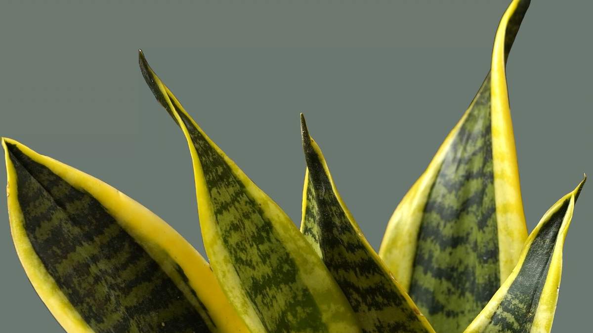 Sansevieria. Fuente: (Instagram)