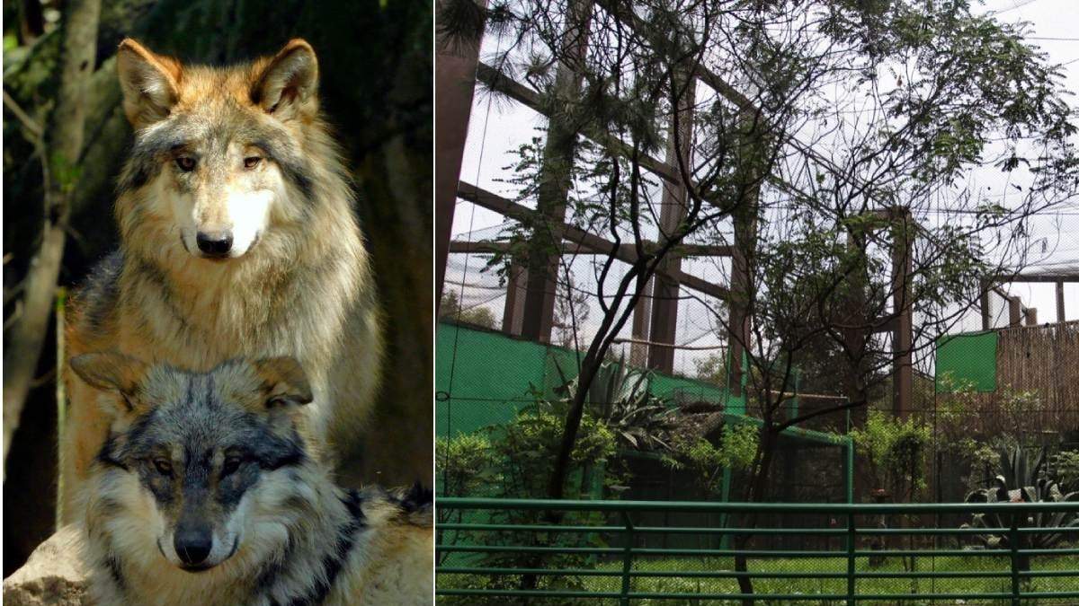 Lobos mexicanos en el Zoológico de Chapultepec