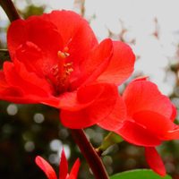 Que el frío no te detenga: la planta con flores hermosas que podés tener en tu jardín en invierno