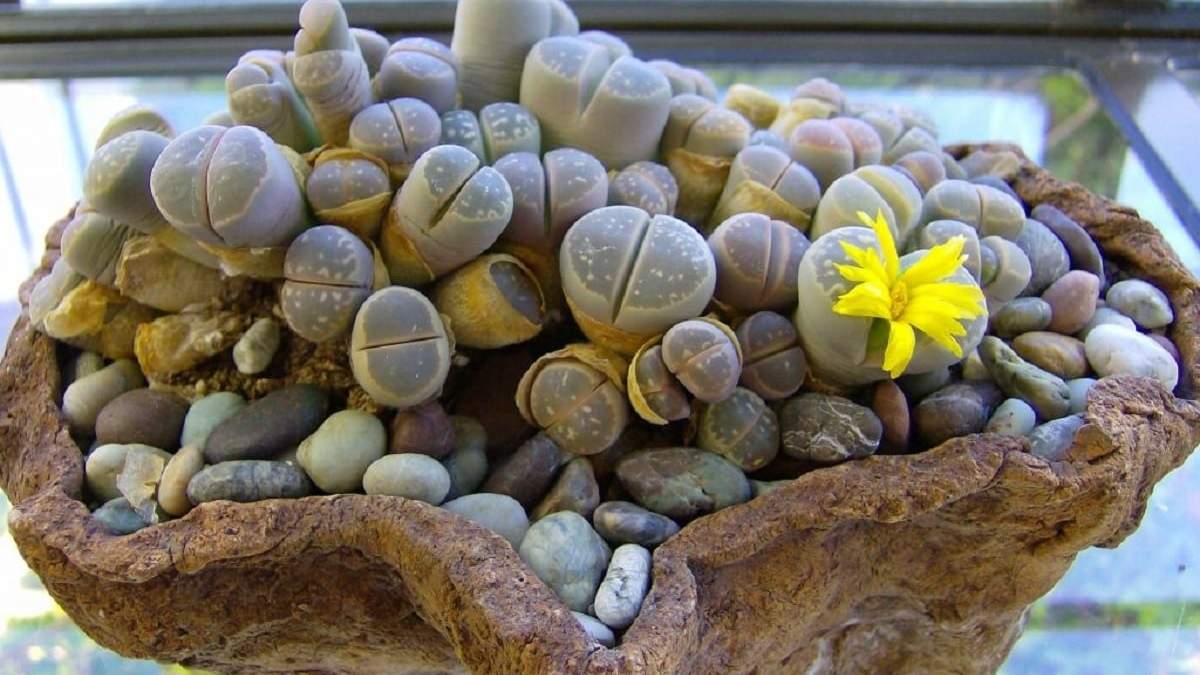 Cáctus piedra