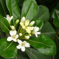 5 arbustos pequeños perfectos para macetas este otoño y resistentes a todo
