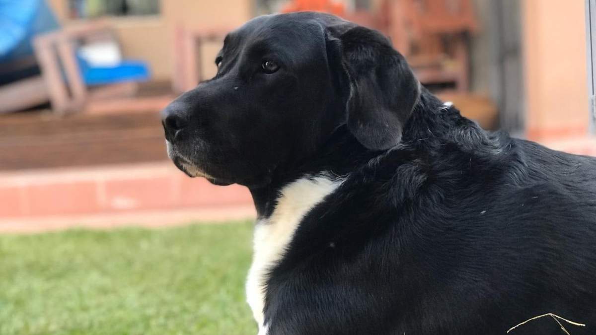 Mascota. Fuente: (Instagram).