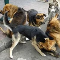 Una vencina de Plottier denunció que una jauría de perros cimarrones atacó y mató a su perrita