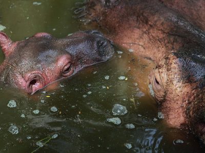 Un hipopótamo embiste y vuelca una canoa; hay un niño muerto y 23 desaparecidos