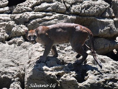 Guía de turistas capta a puma "migrante" en Chiapas