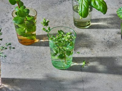 Las plantas fáciles de cuidar que son un verdadero tesoro para tu salud y podés sembrar en tu huerta