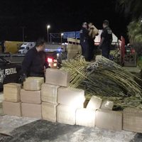 PF asegura más de 300 kilos de mariguana oculta en cargamento de caña