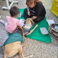 Burlete: el galgo rescatado de Neuquén que brinda terapia emocional asistida en hospitales