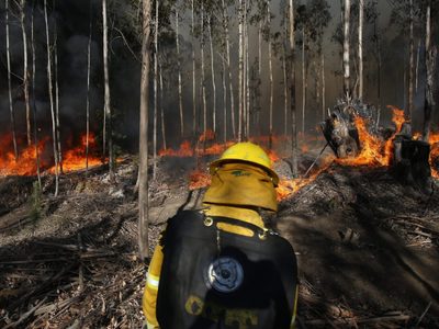 Destrucción total: los incendios forestales en Chile ya consumieron 11 mil hectáreas