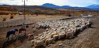 El esforzado trabajo de los crianceros a lo largo del año.