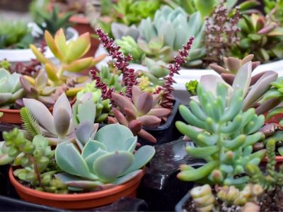 Cuál es el mejor remedio casero para que las suculentas crezcan más rápido