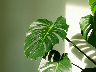 Seguro no sabías: la planta que muchos tienen y que da un fruto delicioso que hace honor a su nombre