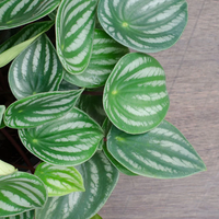 Las plantas más chic y con mucha personalidad que le dan un toque elegante a tu hogar: los secretos para su cuidado
