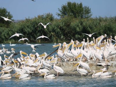 Cómo un pájaro puede ser la clave para la recuperación económica de un pueblo de México