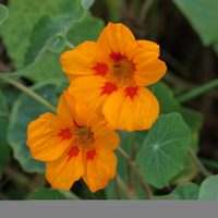 2 valiosas virtudes y 1 sola planta: conocé por qué esta especie es un tesoro para tu cocina y tu salud