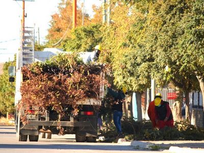 Municipalidad de Zapala: comenzó con la temporada de poda en la ciudad