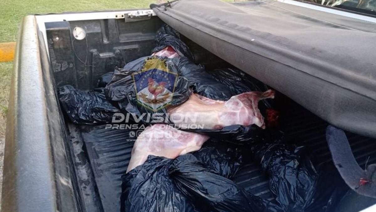 Los animales eran trasladados sin cadena de frío. Fuente: (Prensa Policía)