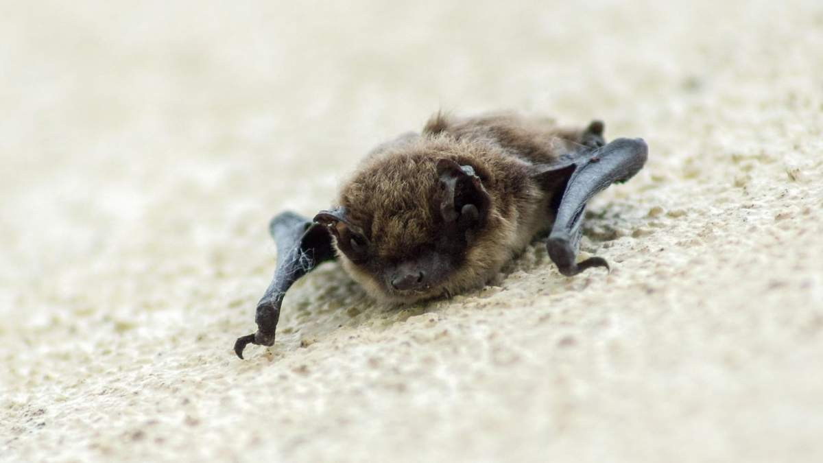 El hongo 'Histoplasma capsulatum' está presente en suelos húmedos contaminados con excrementos de murciélagos.