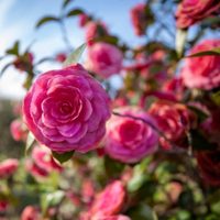 Multiplicá tus Camelias y llená de color tu jardín con esta técnica de los viveristas que no falla