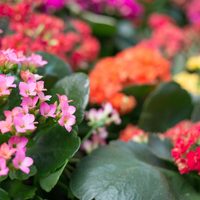 La suculenta que todos buscan: da hermosas flores en invierno y es muy resistente
