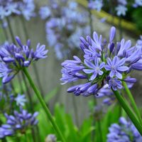 La planta perfecta para reproducir en otoño y tener tu jardín lleno de flores