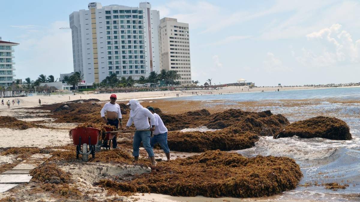 Sargazo en Quintana Roo