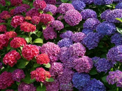El secreto para que tus Hortensias midan 2 metros de alto y para lograr que tengan el color que vos quieras