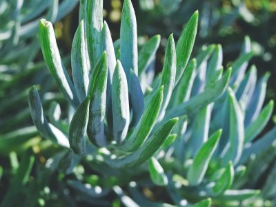 Senecio Vitalis crestada: la exótica suculenta que parece una cola de ballena salida del mar