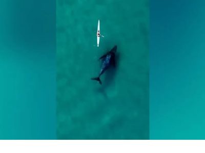 Avistan la cifra más alta de ballenas en aguas de Australia, casi cuatro mil 800
