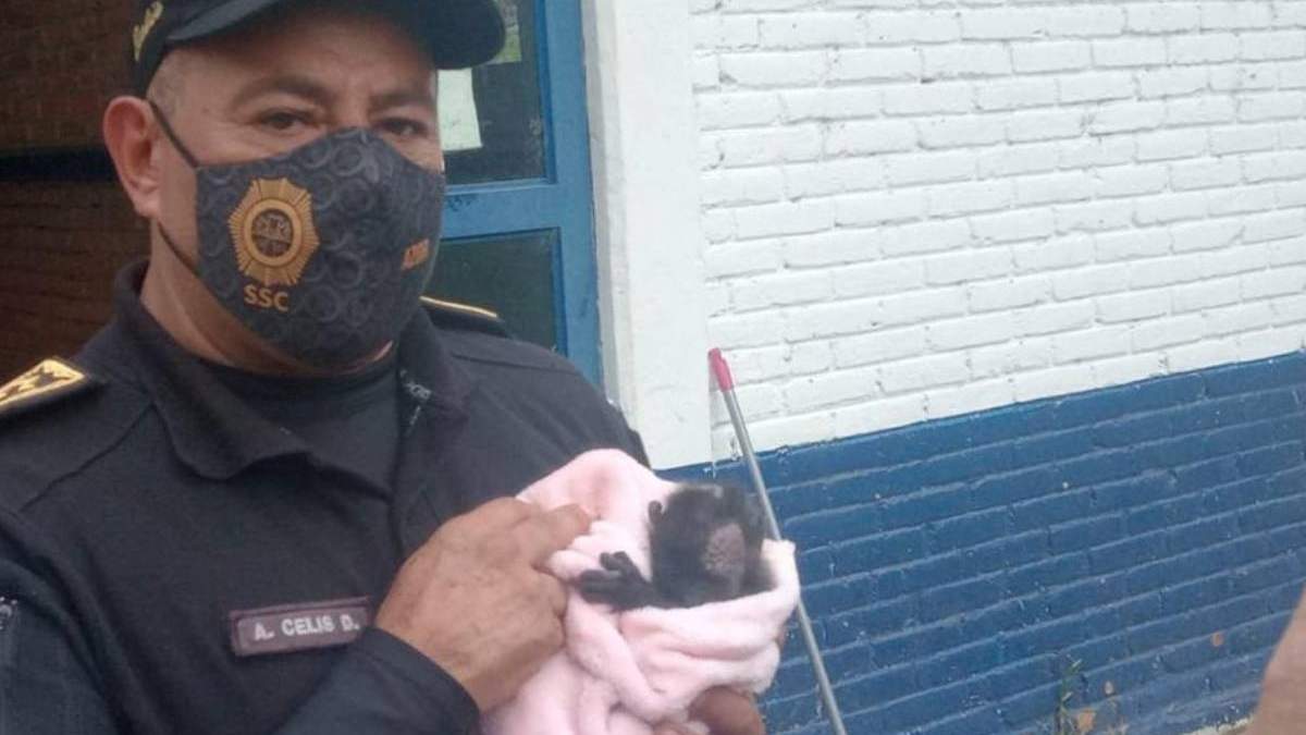 El rescate de una cría de mono aullador