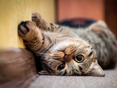 Con un elemento que tenés en la cocina, creá un ambiente saludable para tu gato sin gastar un peso