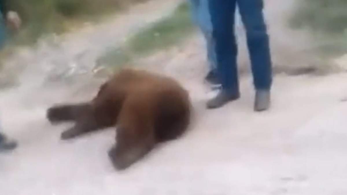 El oso negro sacrificado en Sonora