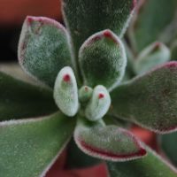 Conocé las suculentas "peluditas", que vas a amar para sumar a tu colección de plantas