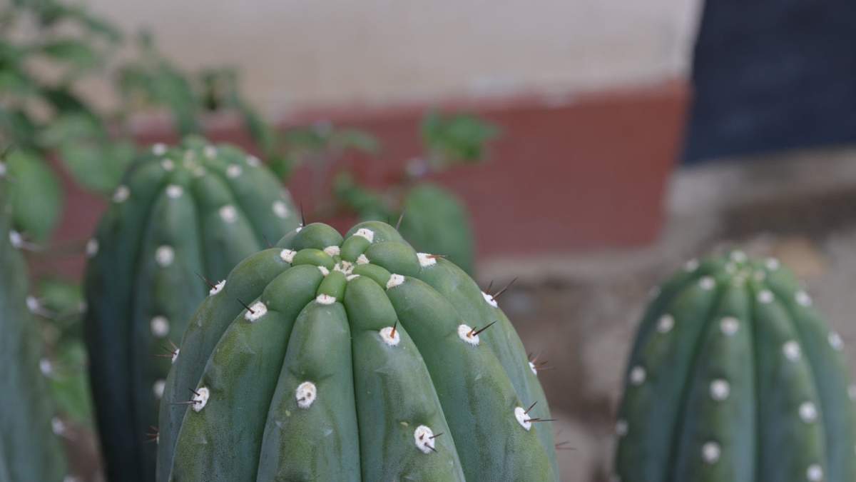 Planta. Fuente: (X)