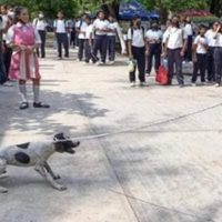 Exhiben dos casos de maltrato a perros en Juchitán, Oaxaca; fiscalía indaga