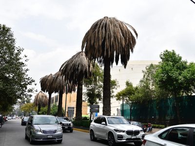 La Sedema inicia prueba piloto para detectar insectos picudos negro y rojo en palmeras de la CDMX