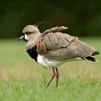 Curiosidades del tero: el guardián más ruidoso y astuto de los campos argentinos que también vemos en Buenos Aires