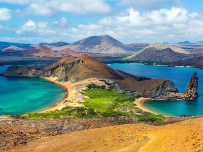 Una mosca diminuta amenaza a 21 especies en Galápagos: algunas están al borde de la extinción