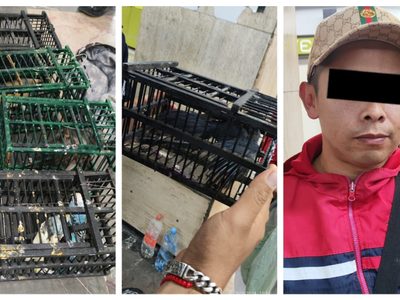 Detienen a un hombre que transportaba aves en el Metro Indios Verdes