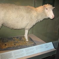 25 años de la oveja Dolly; el experimento que revolucionó la ciencia