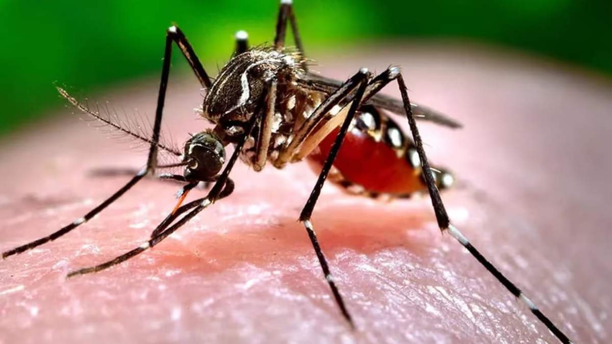 Mosquitos. Fuente: (Instagram)